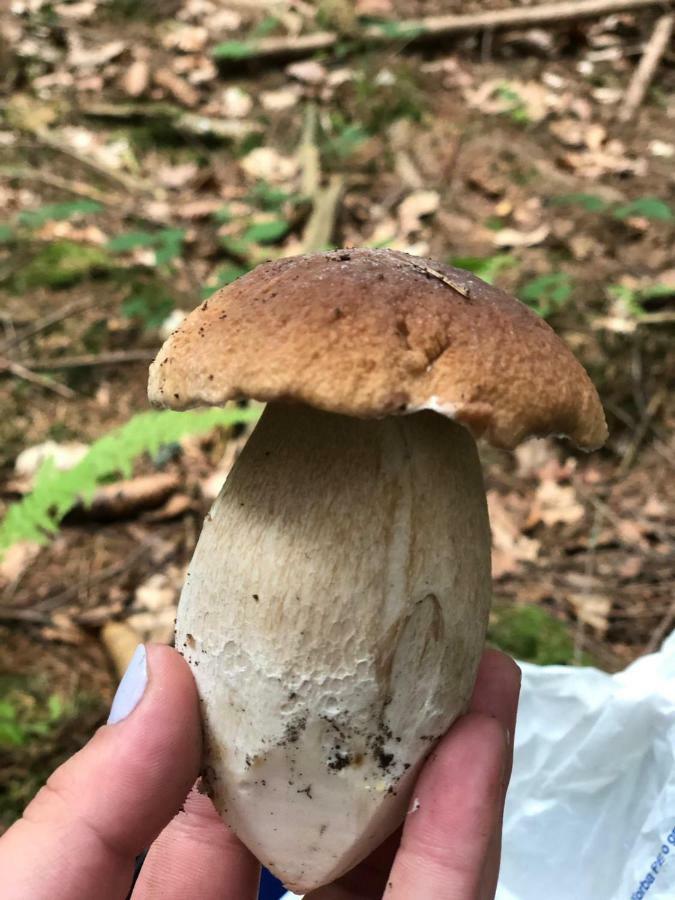 Zwardoń Na Szlaku 빌라 외부 사진